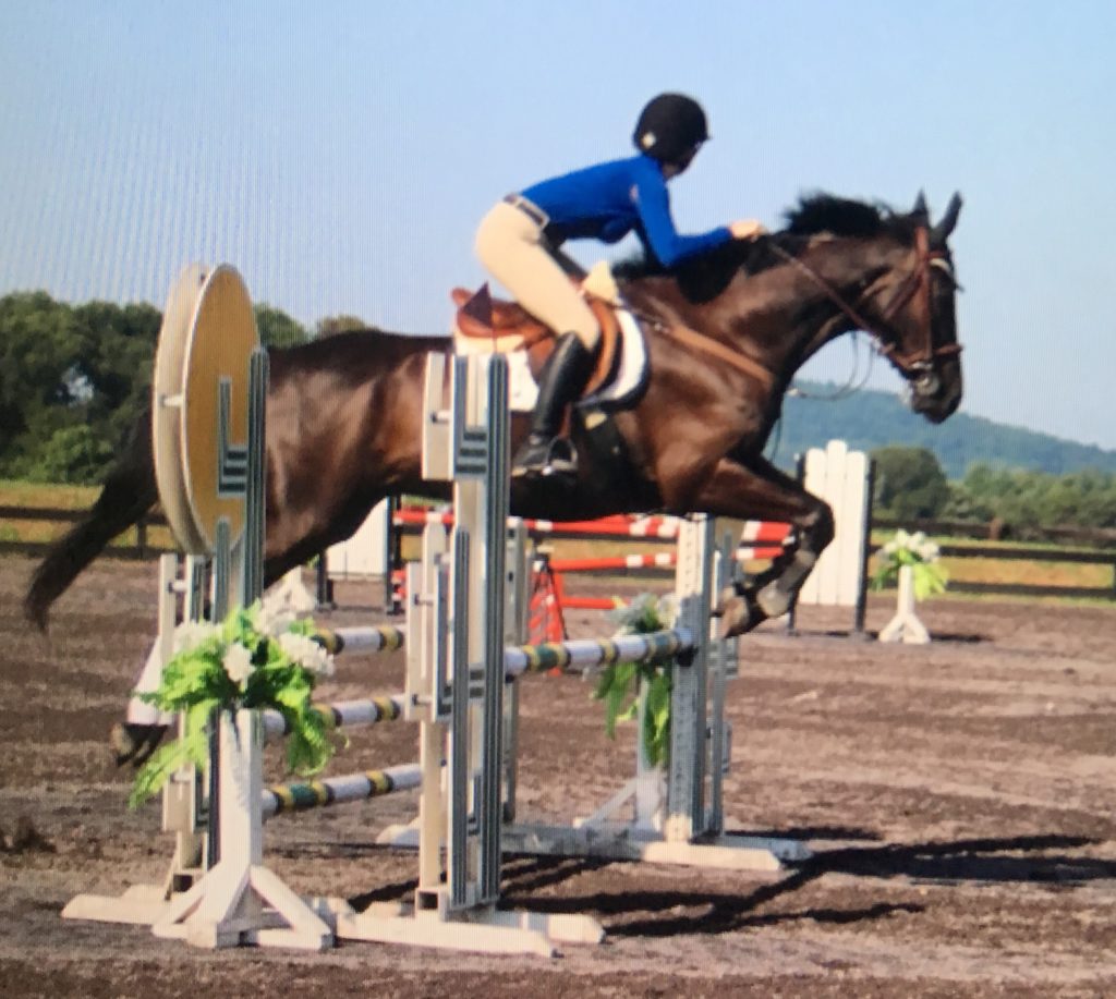 Horses For Sale Black Horse Stables